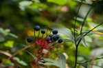 American umbrellaleaf